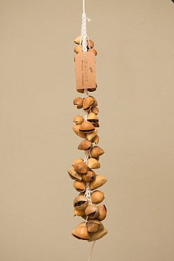 VEL Nut Rattle/Water effect